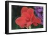 Flower in a Garden of the D. Carlos I Park, Caldas Da Rainha, Portugal-Mallorie Ostrowitz-Framed Photographic Print