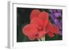 Flower in a Garden of the D. Carlos I Park, Caldas Da Rainha, Portugal-Mallorie Ostrowitz-Framed Photographic Print