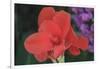 Flower in a Garden of the D. Carlos I Park, Caldas Da Rainha, Portugal-Mallorie Ostrowitz-Framed Photographic Print