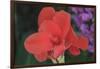 Flower in a Garden of the D. Carlos I Park, Caldas Da Rainha, Portugal-Mallorie Ostrowitz-Framed Photographic Print