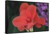 Flower in a Garden of the D. Carlos I Park, Caldas Da Rainha, Portugal-Mallorie Ostrowitz-Framed Stretched Canvas