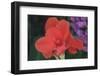 Flower in a Garden of the D. Carlos I Park, Caldas Da Rainha, Portugal-Mallorie Ostrowitz-Framed Photographic Print