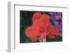 Flower in a Garden of the D. Carlos I Park, Caldas Da Rainha, Portugal-Mallorie Ostrowitz-Framed Photographic Print