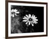 Flower in black and white-AdventureArt-Framed Photographic Print