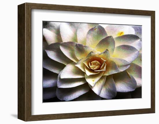 Flower in Full Bloom-Stephen Lebovits-Framed Giclee Print