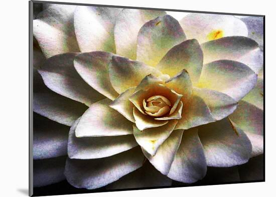 Flower in Full Bloom-Stephen Lebovits-Mounted Giclee Print