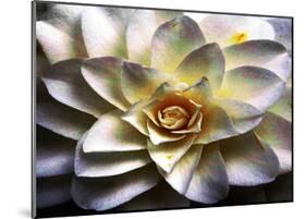 Flower in Full Bloom-Stephen Lebovits-Mounted Giclee Print