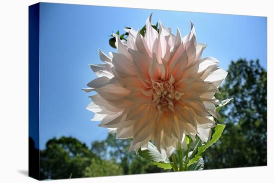 Flower in Full Bloom-null-Stretched Canvas