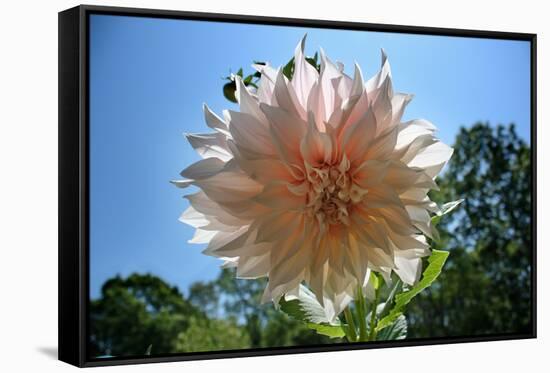 Flower in Full Bloom-null-Framed Stretched Canvas