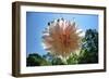 Flower in Full Bloom-null-Framed Photo