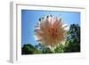 Flower in Full Bloom-null-Framed Photo