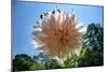 Flower in Full Bloom-null-Mounted Photo
