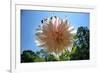 Flower in Full Bloom-null-Framed Photo