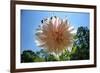 Flower in Full Bloom-null-Framed Photo