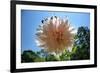 Flower in Full Bloom-null-Framed Photo