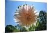 Flower in Full Bloom-null-Mounted Photo