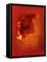 Flower in Red-Johan Lilja-Framed Stretched Canvas