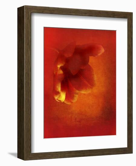 Flower in Red-Johan Lilja-Framed Giclee Print