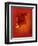 Flower in Red-Johan Lilja-Framed Giclee Print