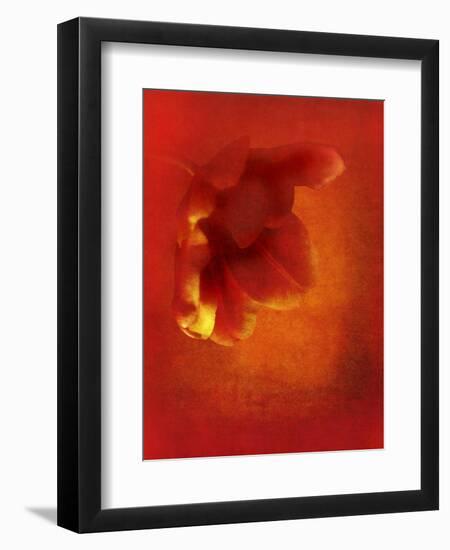 Flower in Red-Johan Lilja-Framed Giclee Print