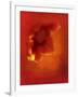 Flower in Red-Johan Lilja-Framed Giclee Print