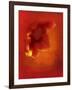 Flower in Red-Johan Lilja-Framed Giclee Print