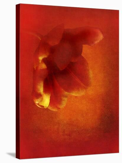 Flower in Red-Johan Lilja-Stretched Canvas