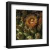 Flower in the Desert-null-Framed Art Print