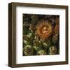 Flower in the Desert-null-Framed Art Print