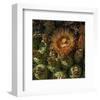 Flower in the Desert-null-Framed Art Print