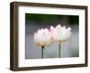 Flower, Kyoto, Japan-Shin Terada-Framed Photographic Print