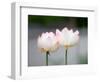 Flower, Kyoto, Japan-Shin Terada-Framed Photographic Print