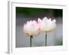 Flower, Kyoto, Japan-Shin Terada-Framed Photographic Print