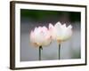 Flower, Kyoto, Japan-Shin Terada-Framed Photographic Print