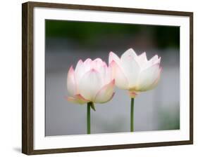 Flower, Kyoto, Japan-Shin Terada-Framed Photographic Print