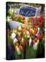 Flower Market, Amsterdam, Netherlands-Neil Farrin-Stretched Canvas