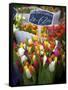Flower Market, Amsterdam, Netherlands-Neil Farrin-Framed Stretched Canvas