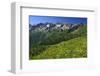 Flower meadow at Fellhorn mountain near Oberstdorf, Allgaeu, Swabia, Bavaria, Germany-null-Framed Art Print