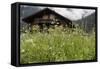 Flower Meadow, Farmhouse-Roland T.-Framed Stretched Canvas