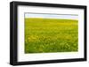 Flower Meadow in the Spring as a Background-Wolfgang Filser-Framed Photographic Print