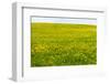 Flower Meadow in the Spring as a Background-Wolfgang Filser-Framed Photographic Print