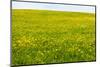 Flower Meadow in the Spring as a Background-Wolfgang Filser-Mounted Photographic Print