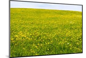 Flower Meadow in the Spring as a Background-Wolfgang Filser-Mounted Photographic Print