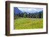 Flower meadow in the wetland in front of edge of the forest-Klaus Scholz-Framed Photographic Print