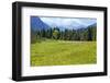 Flower meadow in the wetland in front of edge of the forest-Klaus Scholz-Framed Photographic Print