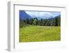 Flower meadow in the wetland in front of edge of the forest-Klaus Scholz-Framed Photographic Print