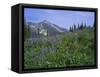 Flower Meadow, Mount Revelstoke National Park, Rocky Mountains, British Columbia (B.C.), Canada-Geoff Renner-Framed Stretched Canvas