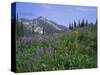 Flower Meadow, Mount Revelstoke National Park, Rocky Mountains, British Columbia (B.C.), Canada-Geoff Renner-Stretched Canvas