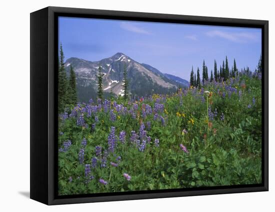 Flower Meadow, Mount Revelstoke National Park, Rocky Mountains, British Columbia (B.C.), Canada-Geoff Renner-Framed Stretched Canvas