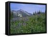 Flower Meadow, Mount Revelstoke National Park, Rocky Mountains, British Columbia (B.C.), Canada-Geoff Renner-Framed Stretched Canvas